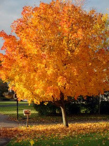 my neighbor's tree this am