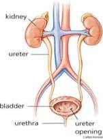 In Kidney Disease