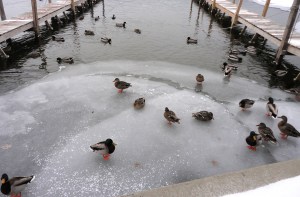 obviously the cold does not bother the ducks