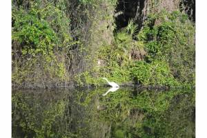 an ibis ... I also saw alligators, herons, turtles and many different kinds of birds
