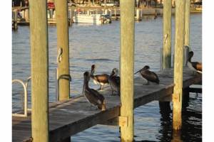 Waiting for dinner...