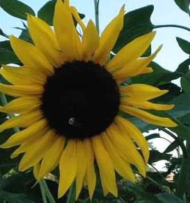 sunflower