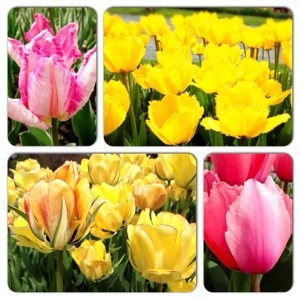 PM walk in the park - more tulips today