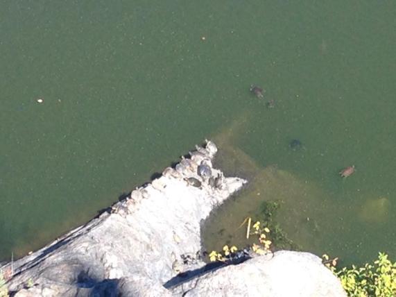 turtles in Turtle Pond