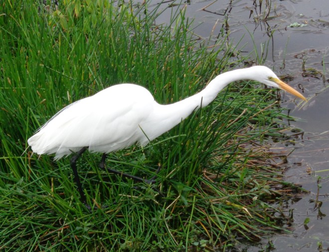 florida jan 2015 (100)