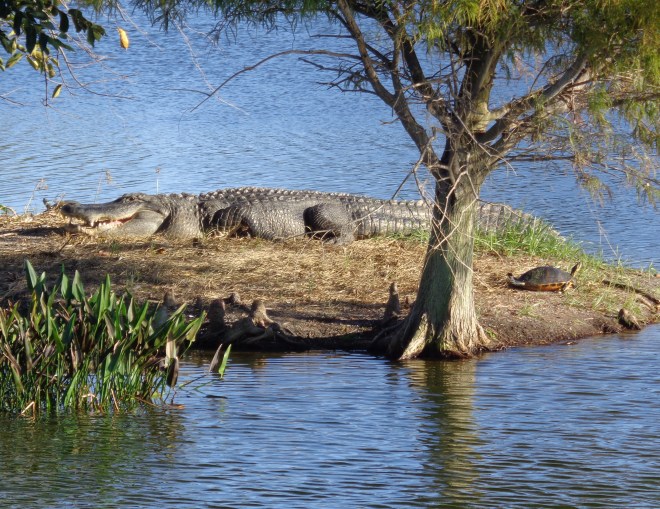 florida jan 2015 (22)