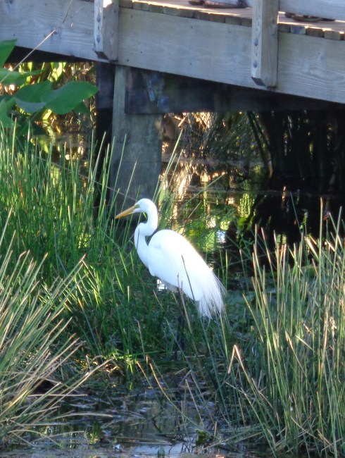 florida jan 2015 (36)