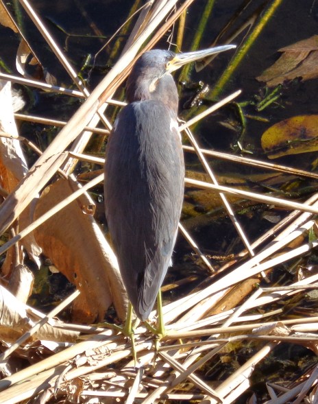 florida jan 2015 (6)