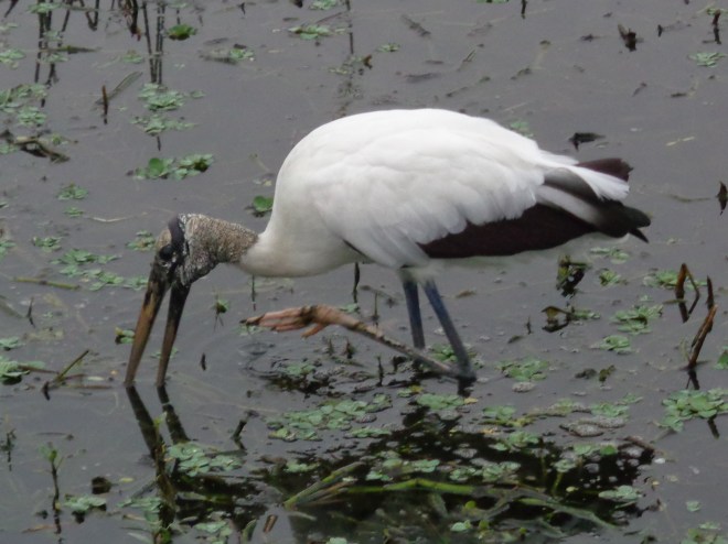 florida jan 2015 (91)