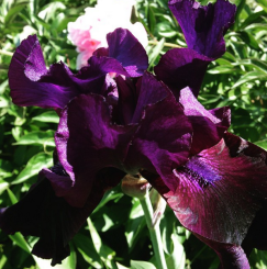 iris1