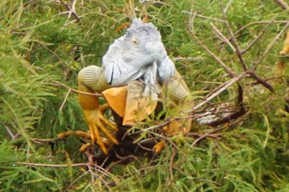 12308065_10207146180946776_1012368104880446510_o