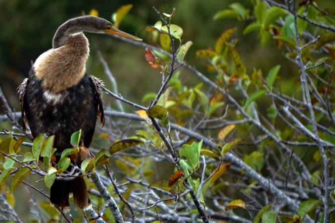 12357047_10207146219987752_7819544278632508258_o